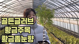 전정이 필요없는 동글동글 골든글러브!! 컨테이너 화분묘