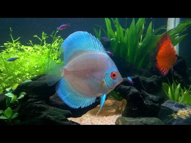 Planted Discus Fishtank | 80 Gallon - 2015 - #2