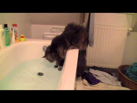Maine Coons are playing with water