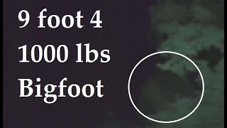 Beastly enormous Bigfoot! Sasquatch are well over 9 feet tall