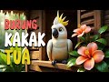 Burung Kakak Tua Lagu Anak Populer Versi Animasi 3D Lucu Edukatif