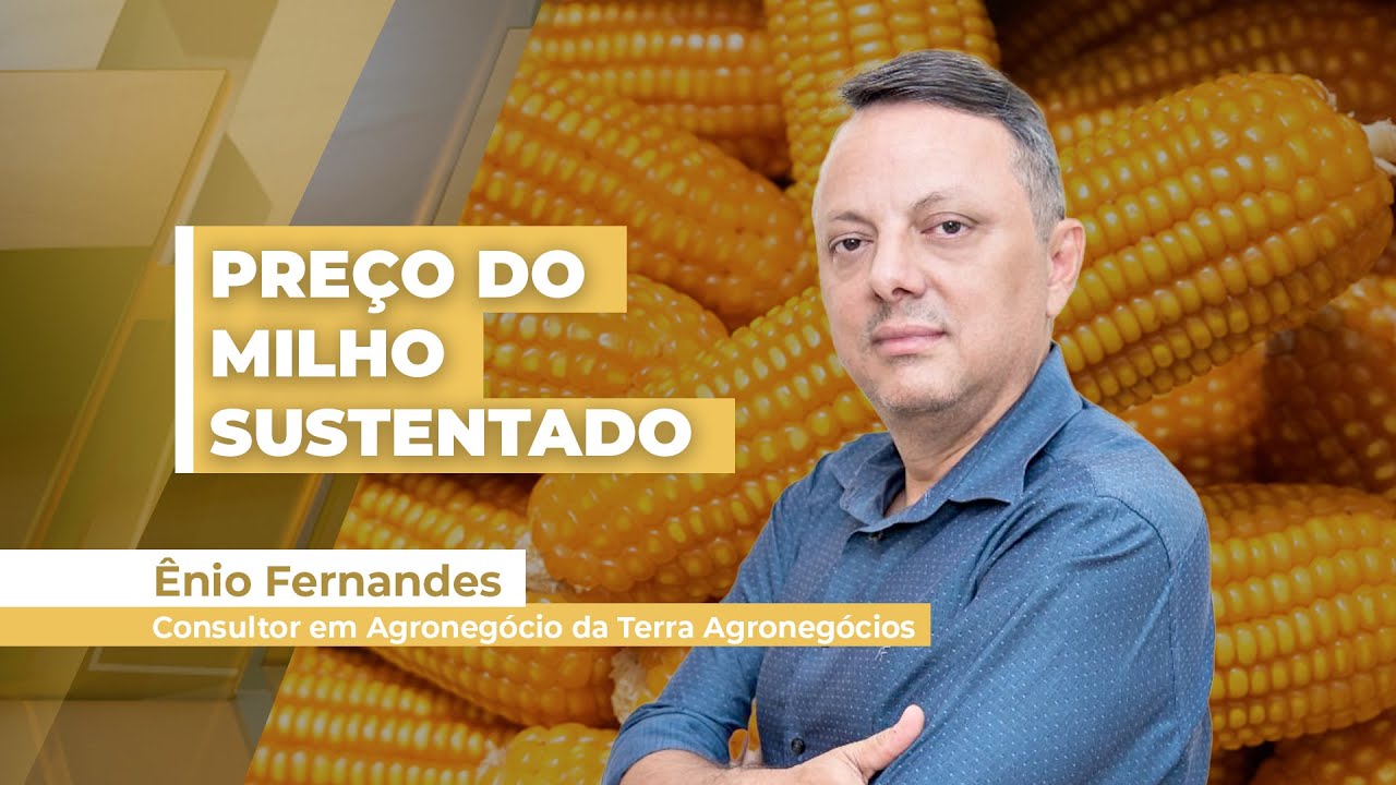 Demanda forte e produtor segurando vendas está sustentando altas nos preços do milho