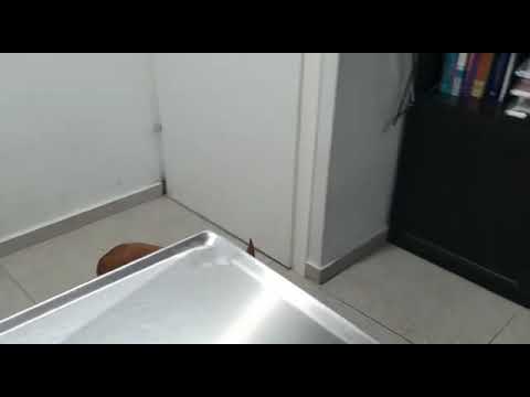 שאנט כבדי בכלבים: ד"ר שרון גונן מרפאה וטרינרית כפר יונה