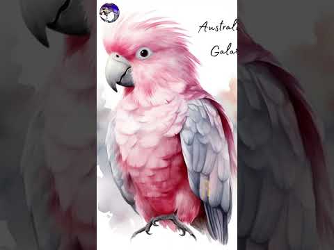 BERNARD CAMPBELL Parrot Paradise