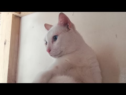 My white cat is deaf.