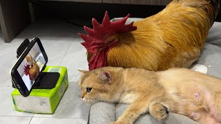 The rooster is so embarrassed!He objects to the mother cat watching the kittens' video.So funny cute