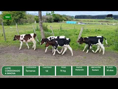 Video del lote L0-000866