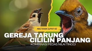 Download lagu Nilai TINGGI!!! KOMBINASI GEREJA TARUNG VS CILILIN PANJANG || GEREJA TARUNG SAMBUNG CILILIN JERNIH mp3