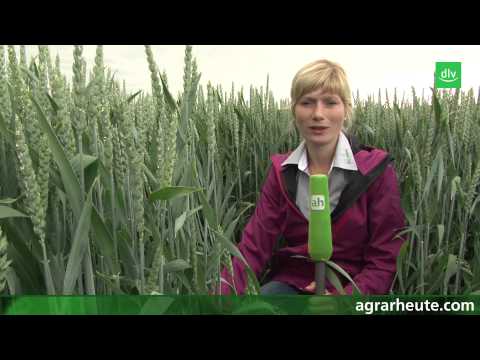 Vegetationsreport: Ährenmaßnahme im Weizen