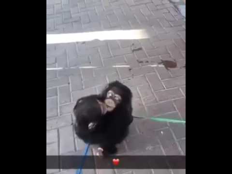All you need is love - monkeys - hug - chimps