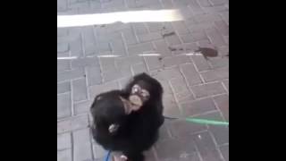 All you need is love - monkeys - hug - chimps