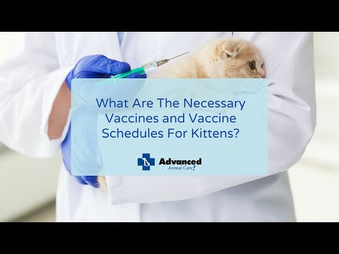What Are The Necessary Vaccines and Vaccine Schedules For Kittens?