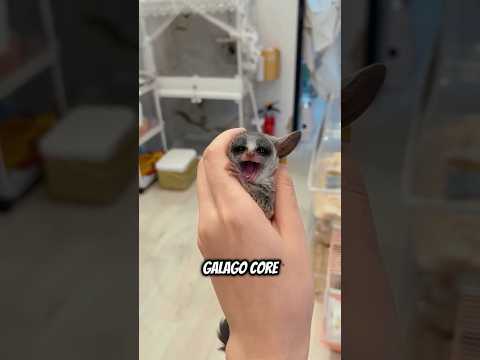 Galago Core 🐾