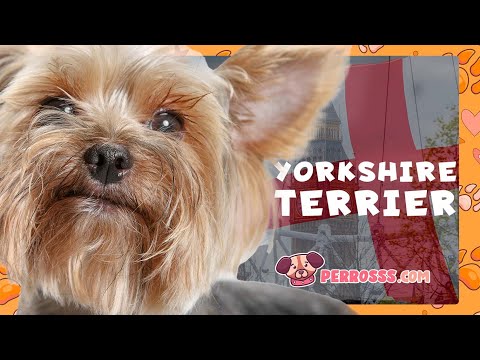Yorkshire Terrier