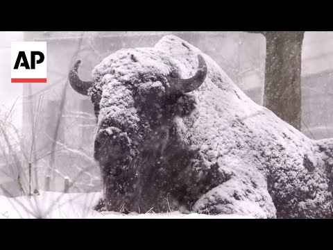 Animals in Chicago zoo roll around in fresh snowfall - YouTube