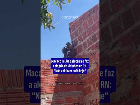 Macaco rouba cafeteira e faz a alegria de vizinhos no RN: 'Não vai fazer café hoje'