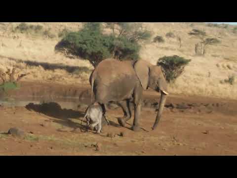 A baby elephant few hours old