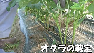 オクラの剪定と追肥