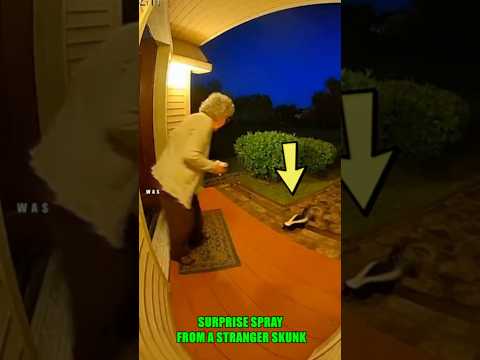 Vengeful Skunk 🦨 Against Grandma Karen 👵🔥#fyp #wildlife #animalshorts #granny