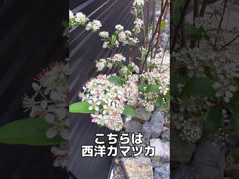 amenagement-paysager-plantes-vertes-allée-gravier-palmiers aménagement paysager