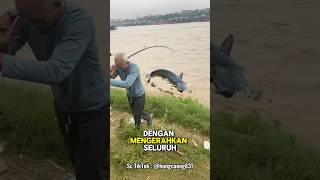 Download lagu Busettt ikannya sebesar itu‼️ #fishing #mancing mp3