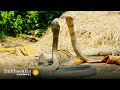 Intense: Two King Cobras Fight for a Nearby Queen 🥊 Into the Wild India | Smithsonian Channel