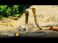 Intense Two King Cobras Fight For A Nearby Queen Into The Wild India Smithsonian Channel
