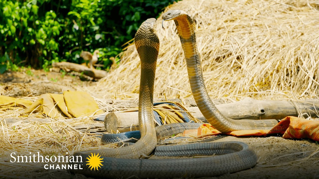 Where do cobras live in India?