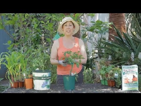 How Much Light to Grow Tomatoes in the Winter? : Garden Space