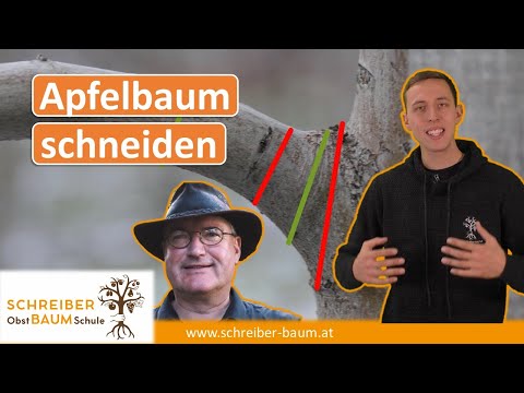 So schneidet man Apfelbäume richtig! Meine Reaktion auf die Tipps vom Gartencoach