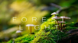 Forest Light II | 4K Time Lapse Film