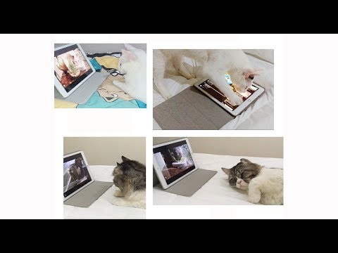 My Cats love to join me watching shows