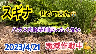 スギナ　殲滅作戦
