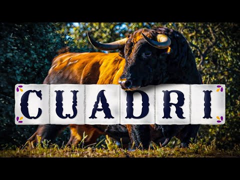 GANADERIA HIJOS DE CELESTINO CUADRI | Comeuñas : cuna del toro bravo