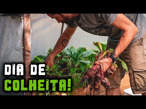 Let's harvest the carrots and beets from the garden! - Chácara SV