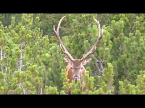 Kapitaler alter Rothirsch (Berghirsch): Wie alt ist er? - roe deer