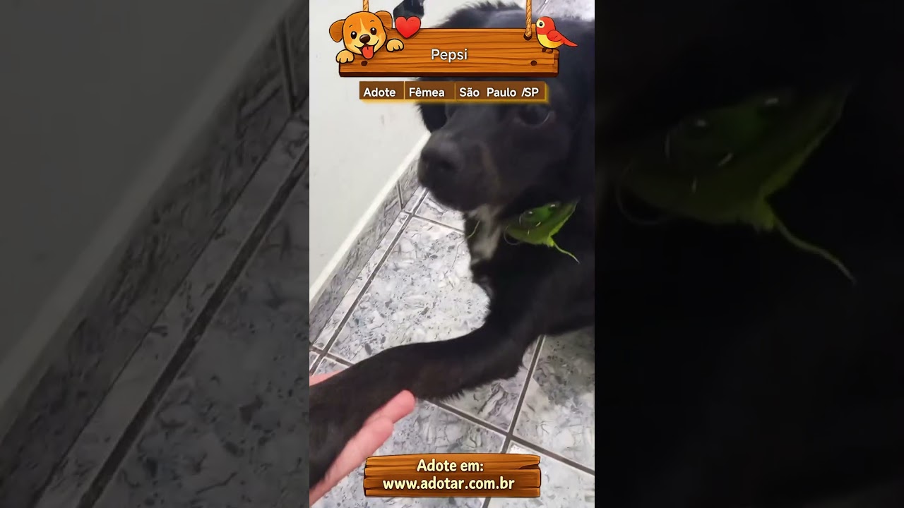 Cachorro raça SRD-ViraLata idade 1 ano nome Pepsi