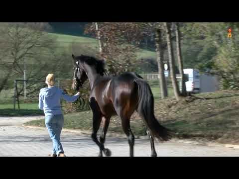 Marbacher Wochenende: Die Auktionspferde sind da!