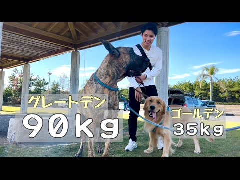 グレートデーン