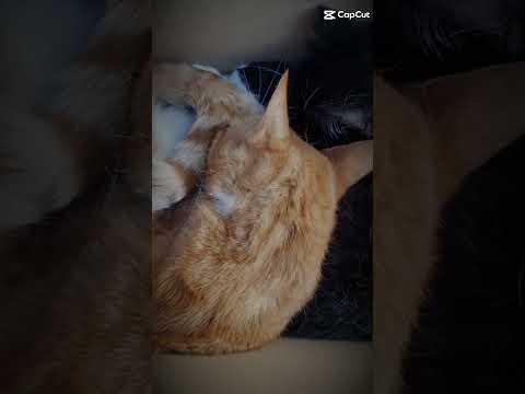 I still miss them rip humle and dumle😢