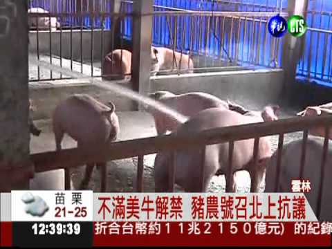 反美牛! 2萬豬農週四北上抗議