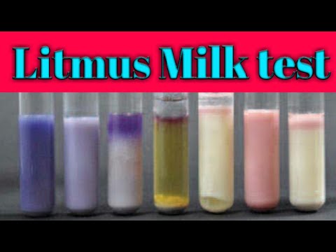 Litmus Milk Test: biochemical test lecture 24