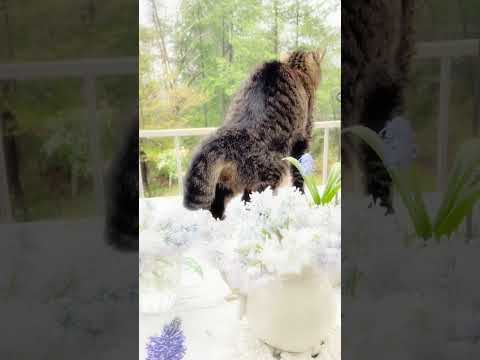 モダン-ベランダ-無垢材-天井-家具-雰囲気