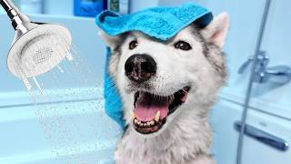 Watch My Old Husky's Fun Bath Experience!