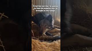 Saving a Sheep from a Big Black Wolf  #wildlife  #shorts