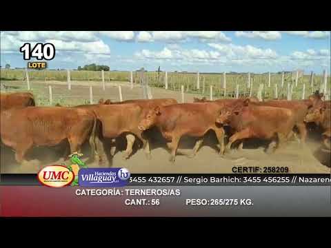 Lote 56 Terneros/as en Gral. Lamadrid, Buenos Aires