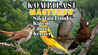 Download lagu Kompilasi Masteran || Sikatan Londo | Kapas Tembak | Cililin | Kenari Tembakan Kasar mp3
