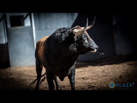 SORTEO | Toros de Miura, corrida toros 19 mayo