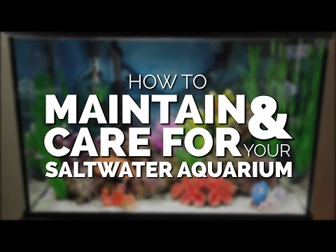 How To Maintain & Care For Your Basic Saltwater Aquarium