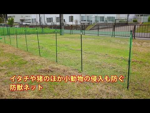 トガリネズミを庭から追い出したほうがいいでしょうか？やり方は？私たちは本物と偽物を区別します！  庭園